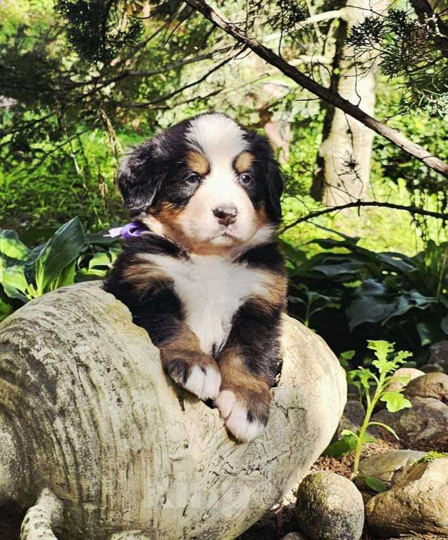 Собаки в других городах Московской области: Питомник "Зенненхунд России" предлагает щенков Девочка, 150 000 руб. - фото 3