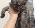 Кошки в Павловском Посаде: Мейн-кун мальчик 2 месяца Мальчик, 37 000 руб. - фото 5