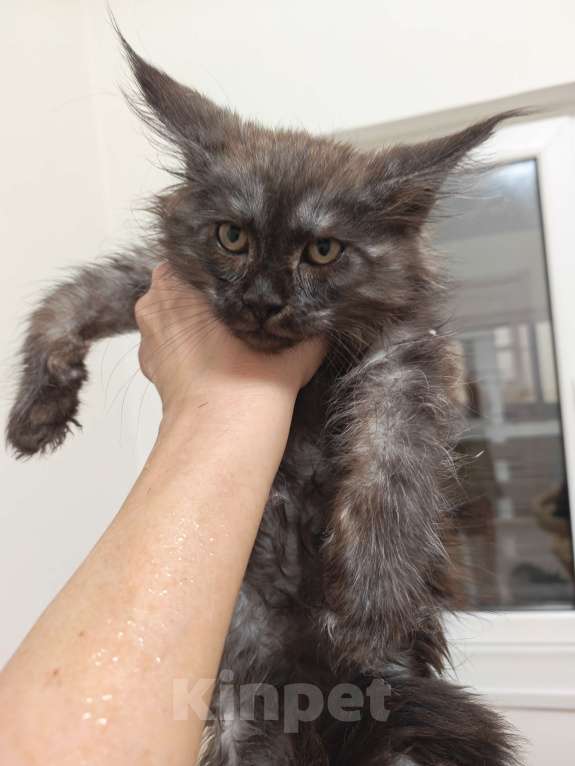 Кошки в Павловском Посаде: Мейн-кун мальчик 2 месяца Мальчик, 37 000 руб. - фото 5