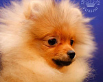 Собаки в Самаре: Милые шпицы малыши, 1 руб. - фото 4