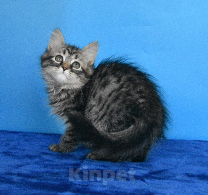 Кошки в Москве: Сибирские чистокровные котята. Девочка, Бесплатно - фото 3