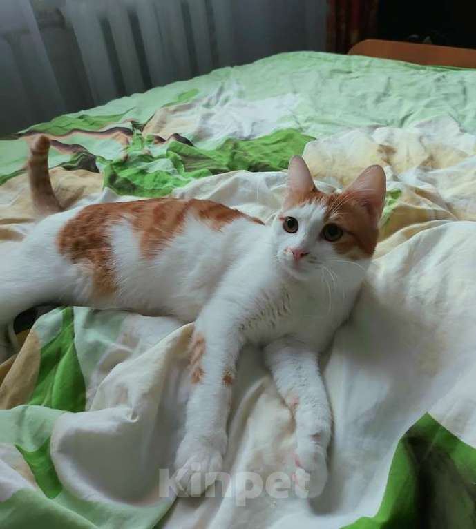 Кошки в Москве: Рыжий кот, молодой Рыжун в добрые руки Мальчик, 1 руб. - фото 2