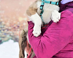 Собаки в Солнечногорске: Тигровый щеночек в добрые руки Мальчик, Бесплатно - фото 6