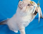 Кошки в Кохме: Невская маскарадная девочка Девочка, 45 000 руб. - фото 3