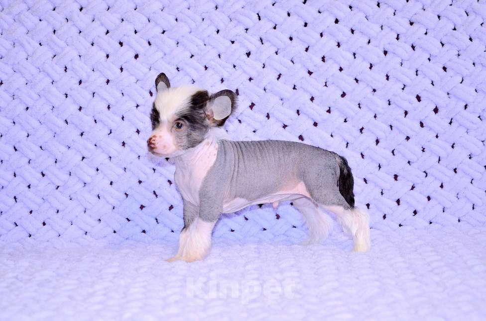 Собаки в Екатеринбурге: Мальчик КХС Мальчик, 40 руб. - фото 7