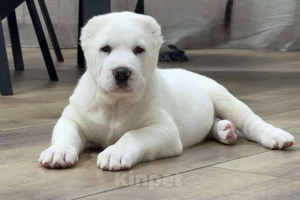 Собаки в Санкт-Петербурге: Алабай  Мальчик, 80 000 руб. - фото 1