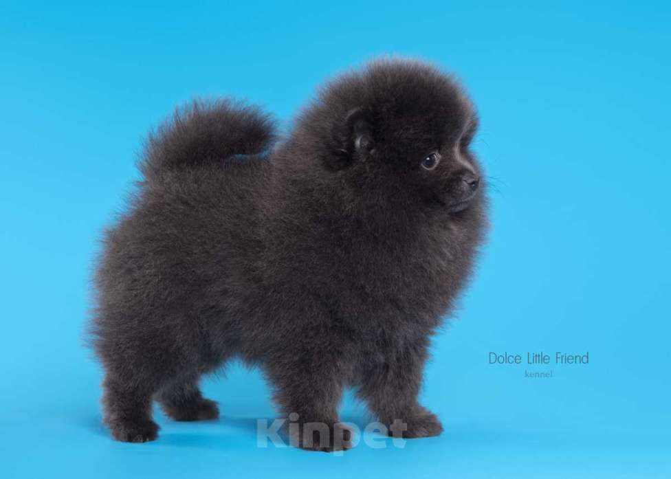 Собаки в Нижнем Новгороде:  голубой медвежонок шпиц  Девочка, 25 000 руб. - фото 2