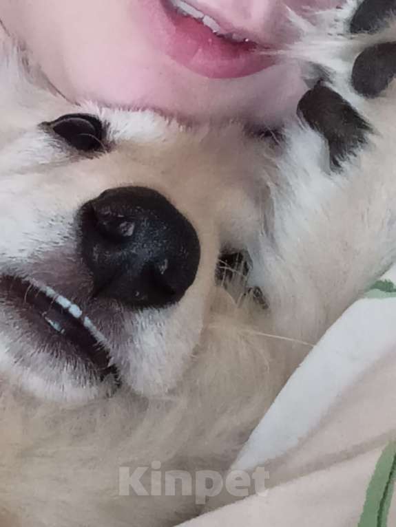 Собаки в Кирове: Швейцарская овчарка Девочка, 8 000 руб. - фото 2