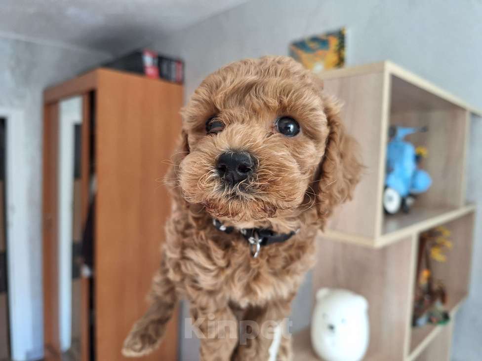 Собаки в Тюмени: Карликовый пудель  Мальчик, 55 руб. - фото 6