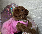 Собаки в Москве: Той пудель девочка Девочка, 180 000 руб. - фото 2