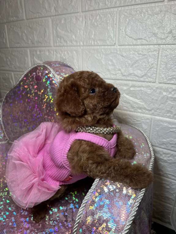 Собаки в Москве: Той пудель девочка Девочка, 180 000 руб. - фото 2