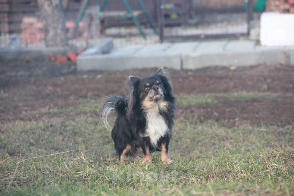 Собаки в Саратове: Индиго Мальчик, 15 000 руб. - фото 2