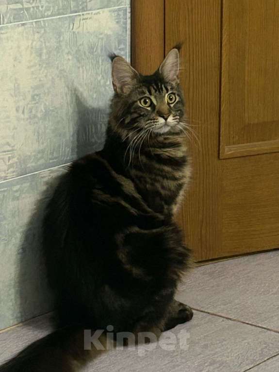 Кошки в других городах Московской области: Ищет ласкового хозяина Девочка, 30 000 руб. - фото 6