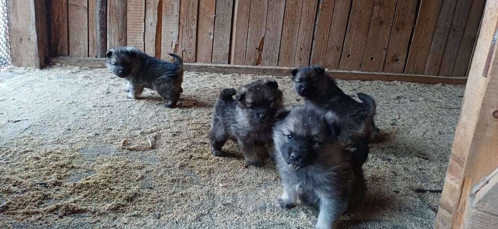 Собаки в Пыти-Яхе: Продажа Мальчик, 25 000 руб. - фото 6