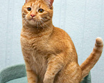 Кошки в Москве: Рыжая Злата в добрые руки Мальчик, Бесплатно - фото 2