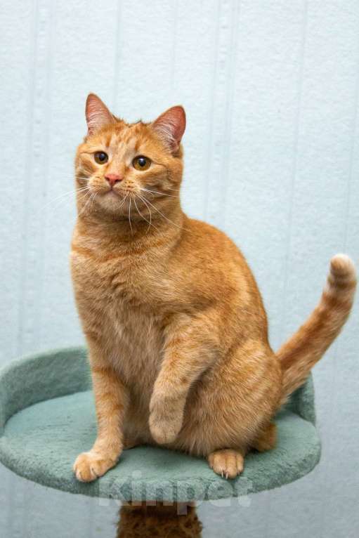 Кошки в Москве: Рыжая Злата в добрые руки Мальчик, Бесплатно - фото 2