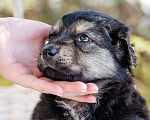 Собаки в Москве: Кнопка в добрые руки Девочка, Бесплатно - фото 4