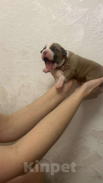 Собаки в Ельце: Щенки АСТ Девочка, 55 000 руб. - фото 7