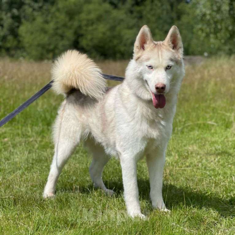 Собаки в Москве: 3 года взаперти.. Даже у чистопородного хаски практически нет шансов на дом 💔 Мальчик, Бесплатно - фото 2