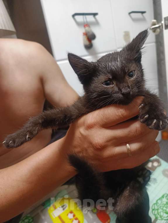 Кошки в Клине: Черная красавица Девочка, Бесплатно - фото 2