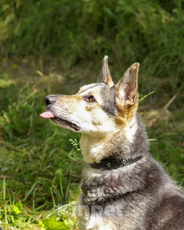 Собаки в Ногинске: Джесси Девочка, Бесплатно - фото 2