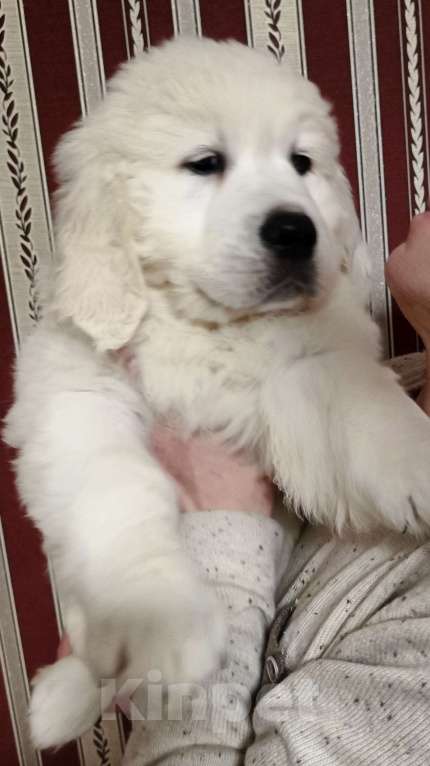 Собаки в Екатеринбурге: Щенок золотистого ретривера Мальчик, 80 000 руб. - фото 3