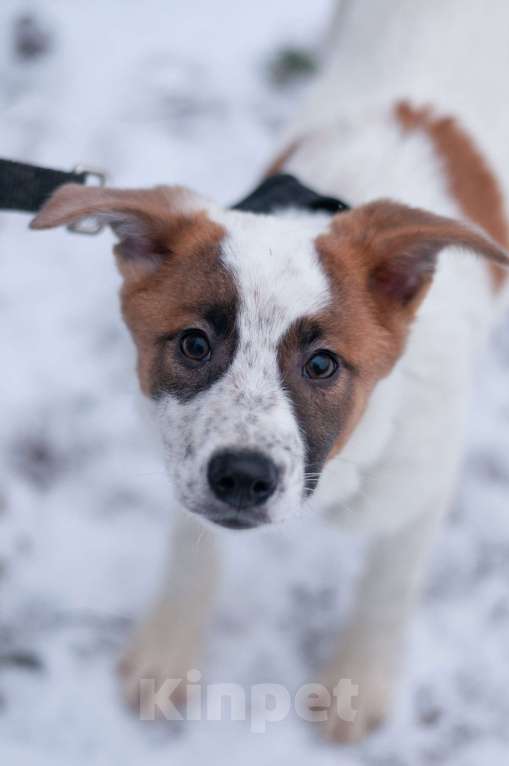 Собаки в Ногинске: Малышка Анни ждет свою семью в приюте Девочка, Бесплатно - фото 2