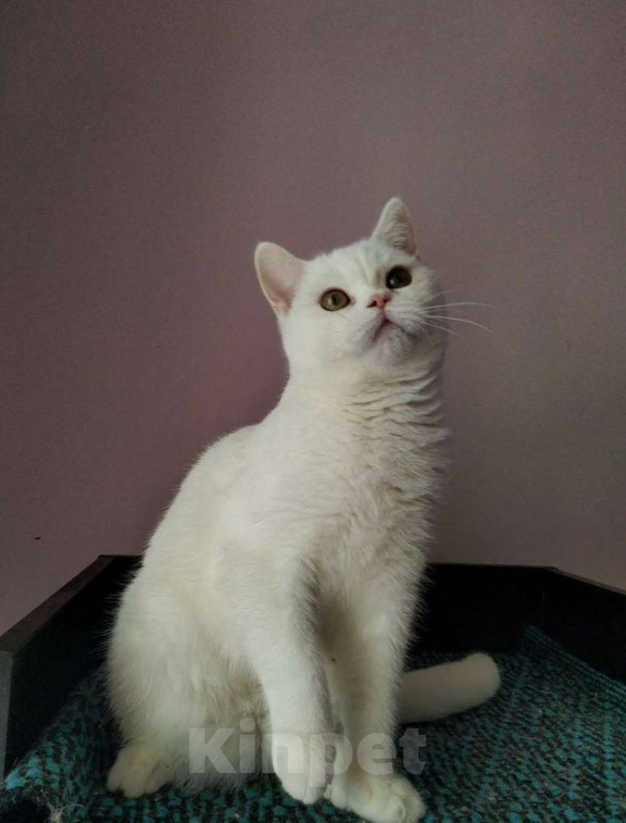 Кошки в Москве: Блондин из Шотландии  Мальчик, 10 000 руб. - фото 2