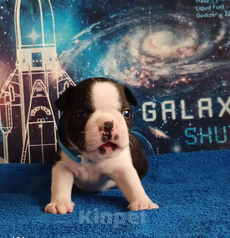 Собаки в Санкт-Петербурге: Эскудо Де Оро Дионис Мальчик, 80 000 руб. - фото 3