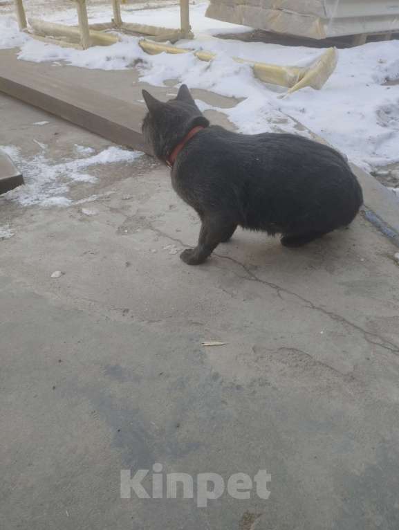 Кошки в Подольске: Кота в добрые руки Мальчик, Бесплатно - фото 3