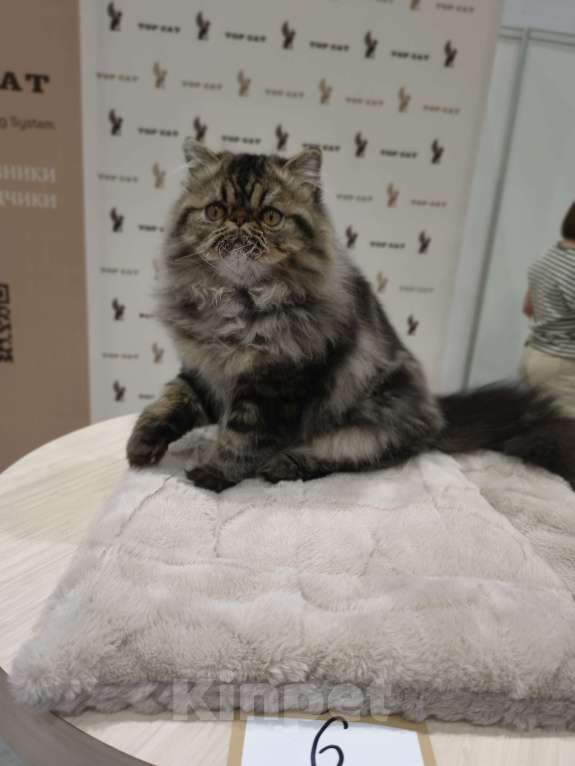 Кошки в Новосибирске: Персидский мальчик Мальчик, 35 000 руб. - фото 7