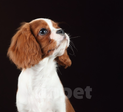 Собаки в Санкт-Петербурге: Девочка кавалерочка... 5месяцев Девочка, 55 000 руб. - фото 3