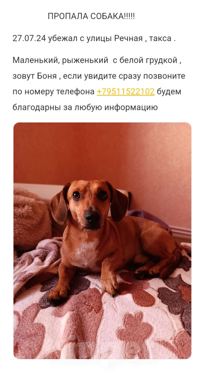 Собаки в Белгороде: Помогите найти друга 🙏 Мальчик, Бесплатно - фото 1