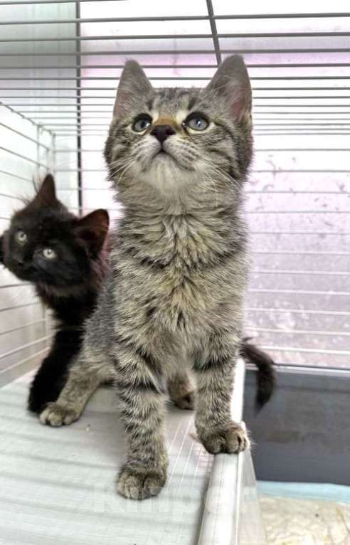 Кошки в Санкт-Петербурге: Пушистое счастье в добрые руки Ищем дом для очаровательных котят Мальчик, 10 руб. - фото 4