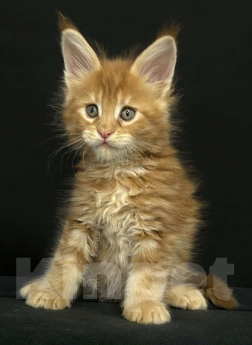 Кошки в Екатеринбурге: Красные мраморные мальчики Мальчик, 50 000 руб. - фото 1