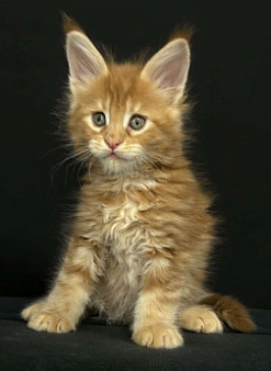 Красные мраморные мальчики