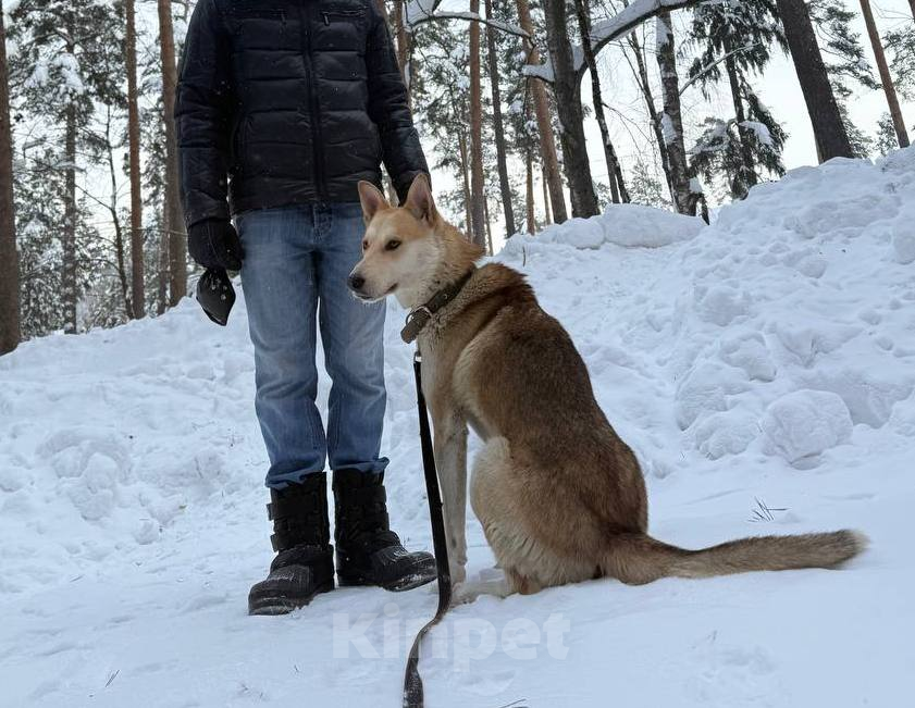 Собаки в других городах Московской области: Кекс в поисках дома Мальчик, Бесплатно - фото 4