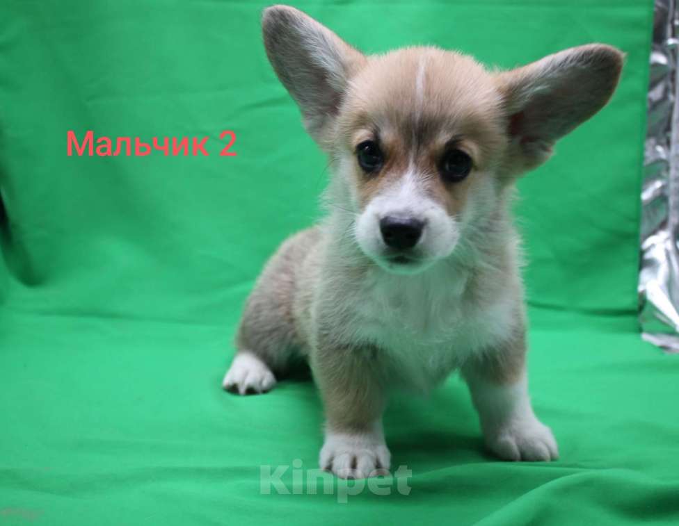 Собаки в Москве: Щенки вельш корги пемброк Мальчик, 30 000 руб. - фото 2
