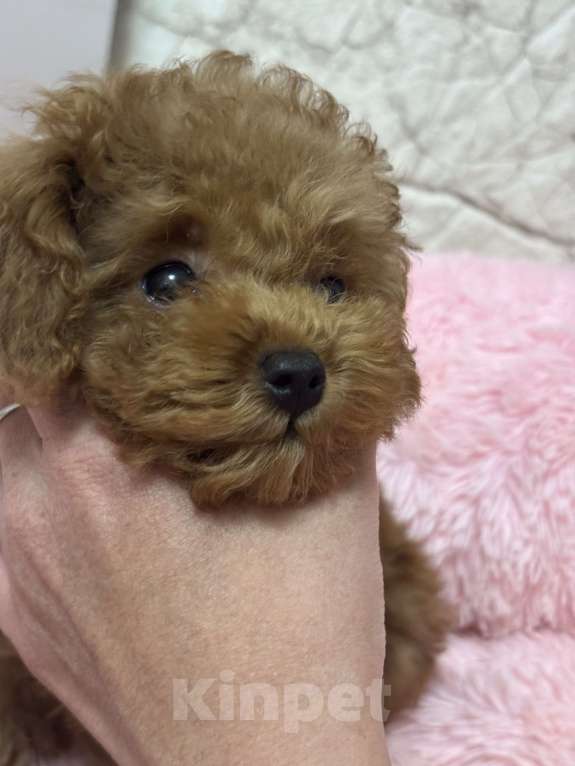 Собаки в Ивантеевке: Малышка той пудель Девочка, 80 000 руб. - фото 2