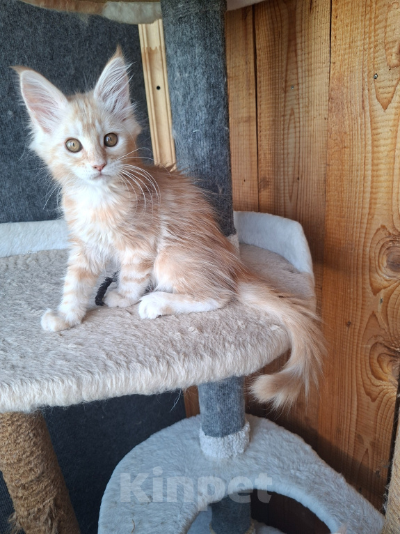 Кошки в Одинцово: Котёнок мейн-кун Девочка, 28 000 руб. - фото 9