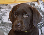 Собаки в Химках: Щенки лабрадора шоколадного окраса Мальчик, 70 000 руб. - фото 8