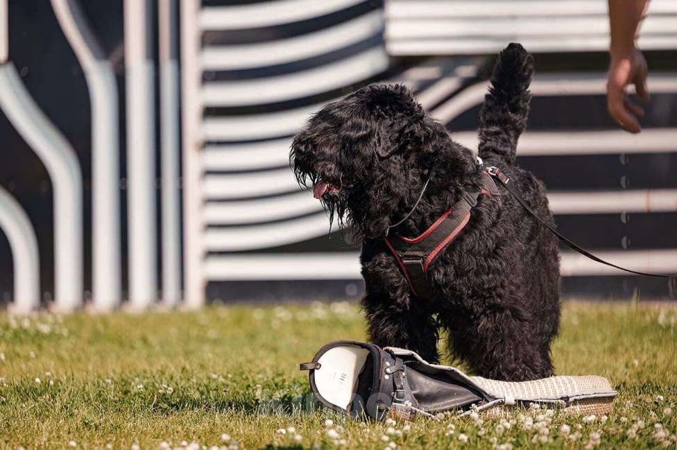 Собаки в Химках: Русский черный терьер, щенки  Девочка, 65 000 руб. - фото 3