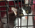 Кошки в Москве: Контактый котенок живёт в клетке на балконе Девочка, Бесплатно - фото 1