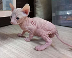 Кошки в Дубовке: Котята Донского сфинкса, 5 000 руб. - фото 1