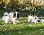 Собаки в Волоколамске: Щенки папийона, питомник РКФ FCI, 65 000 руб. - фото 3