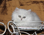 Кошки в Москве: Персидский котенок Стелла Белль DM Девочка, 1 руб. - фото 3