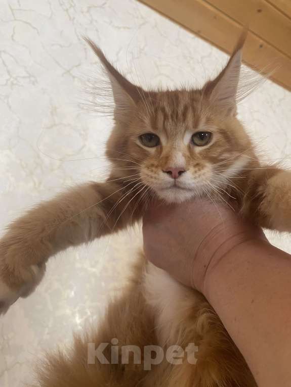 Кошки в Павловском Посаде: Мейкунята Девочка, 25 000 руб. - фото 1