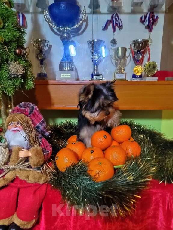 Собаки в Москве: Йоркширский терьер. Мальчик  Мальчик, 80 000 руб. - фото 3