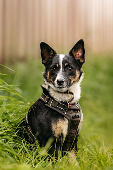 Очаровательная маленькая собачка Налла в дар