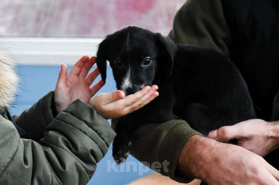 Собаки в Лосином-Петровском: Малышка метис спаниеля и лайки из ппбж Якутска Девочка, Бесплатно - фото 3